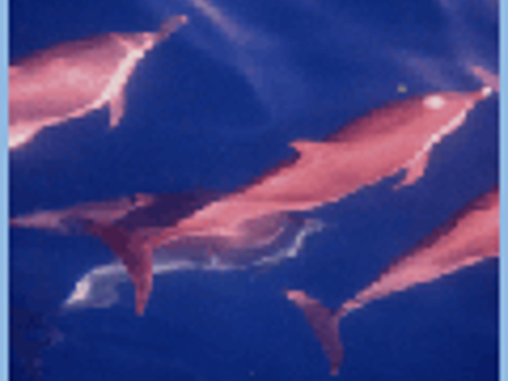 鲸ppt课件完美版