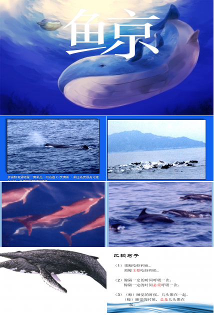 鲸ppt课件完美版
