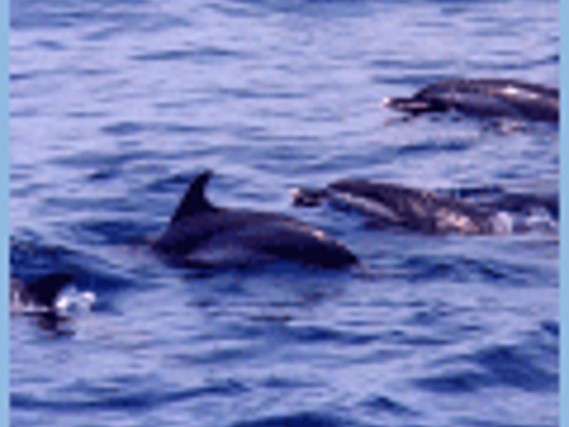 鲸ppt课件完美版