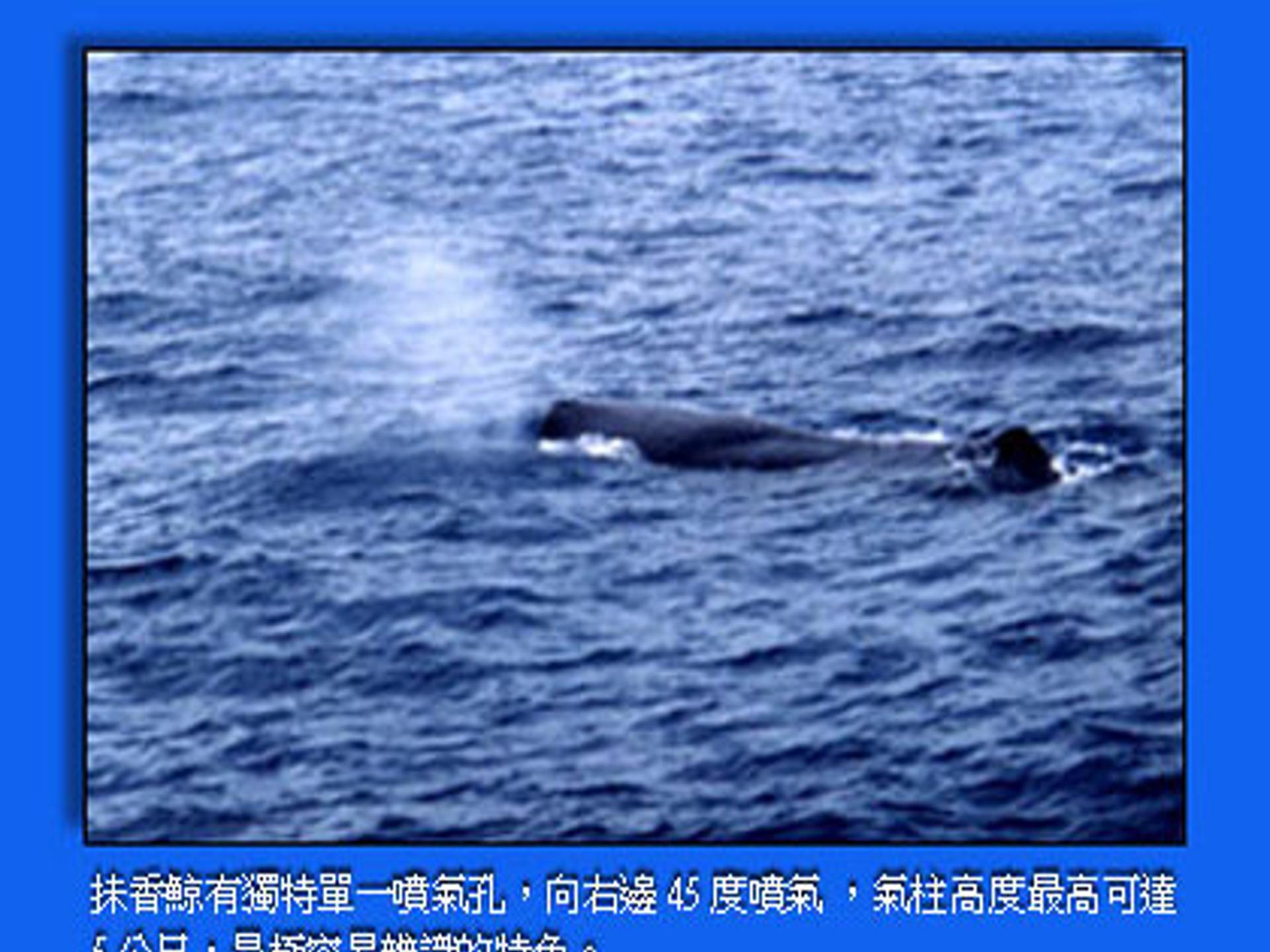 鲸ppt课件完美版