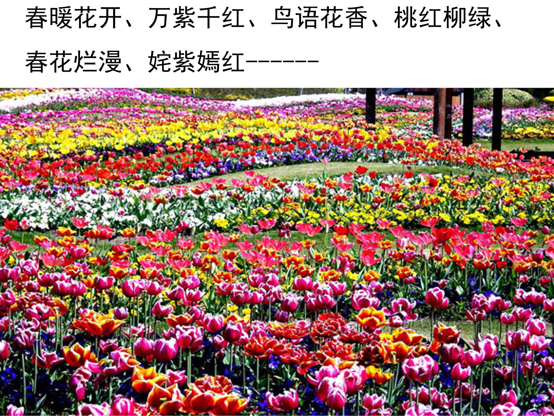 游园不值古诗ppt模板