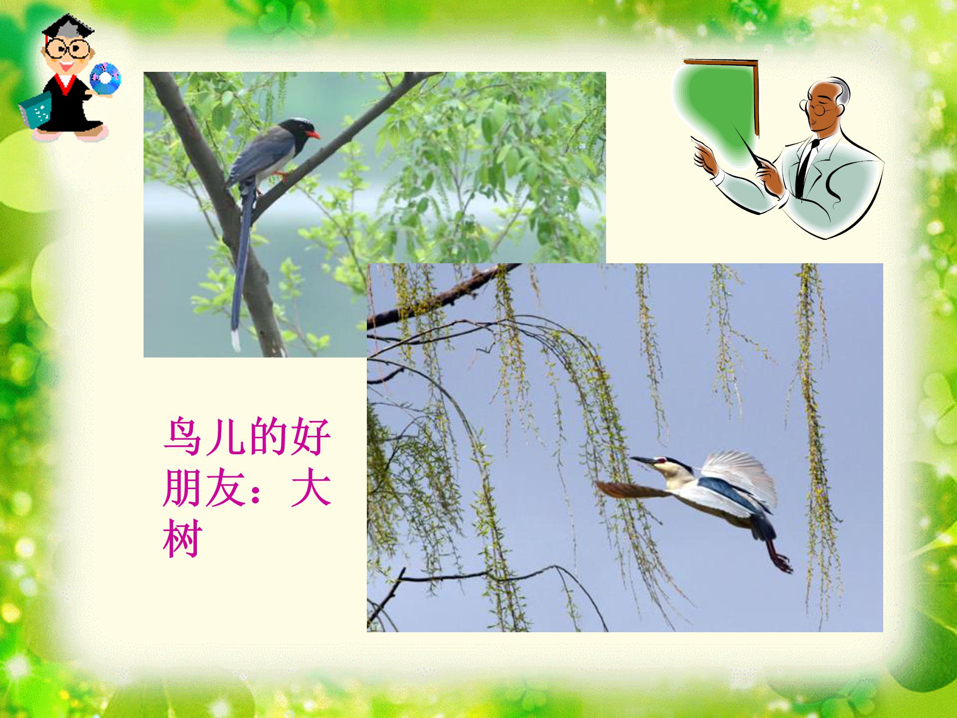 去年的树ppt课件模板