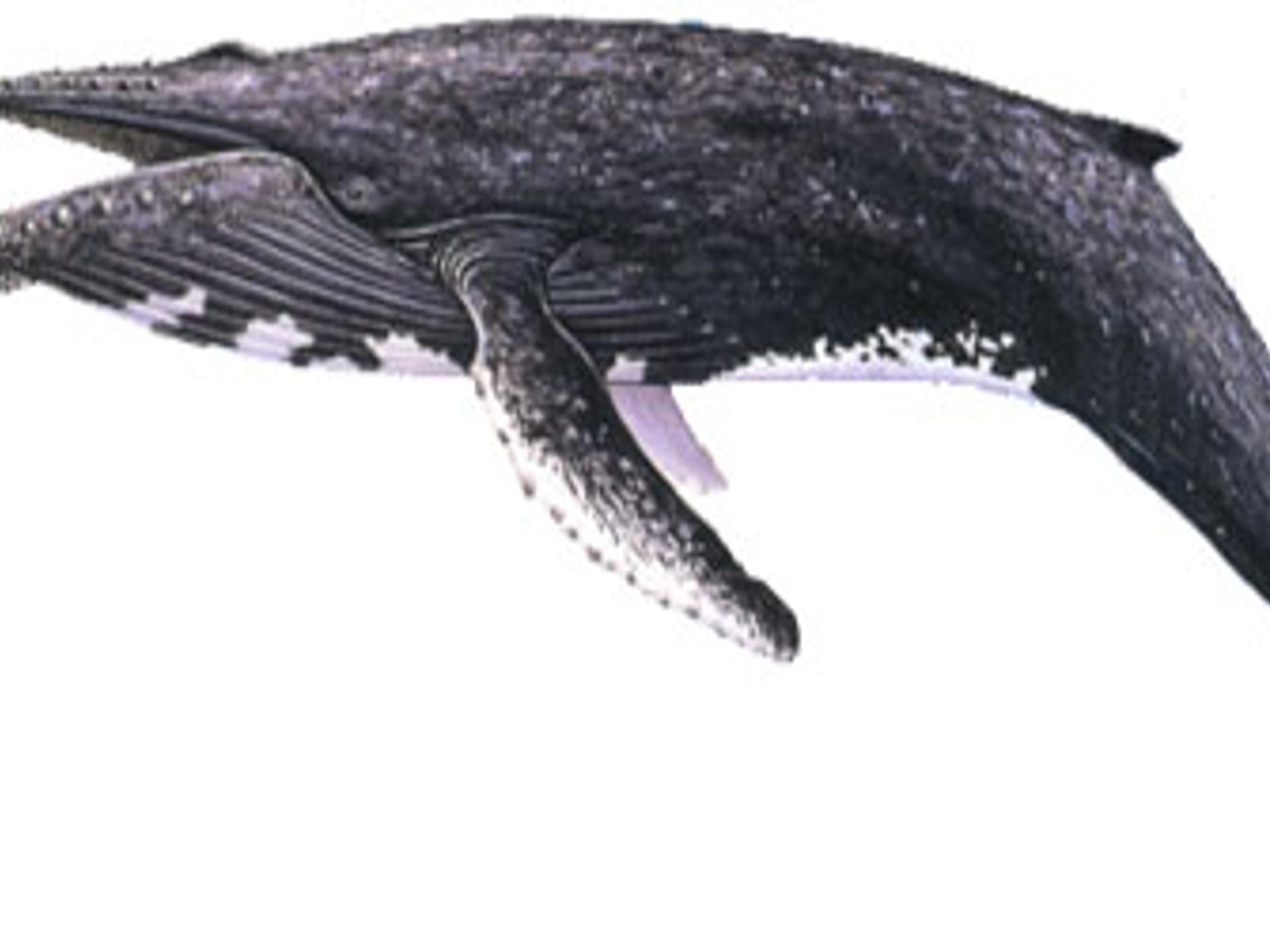 鲸ppt课件完美版