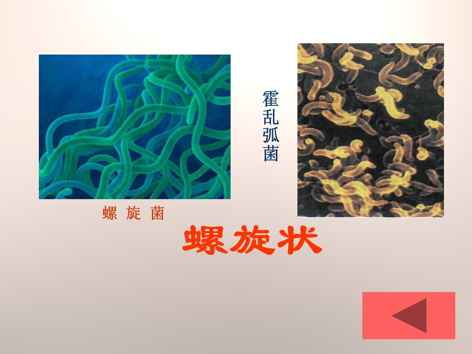 细菌课件青岛版ppt模板