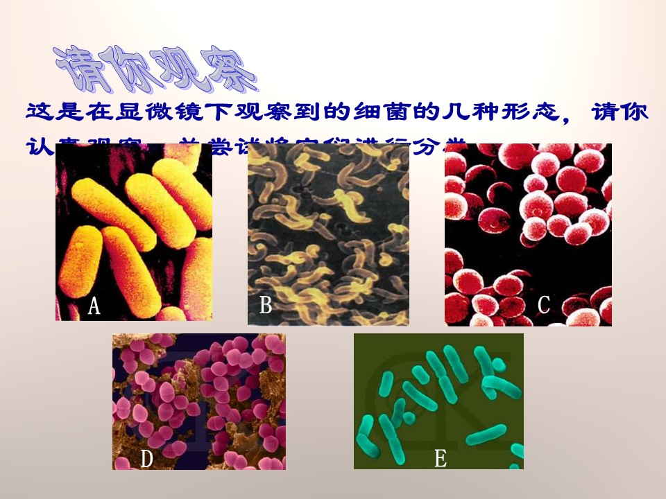 细菌课件青岛版ppt模板