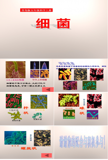 细菌课件青岛版ppt模板