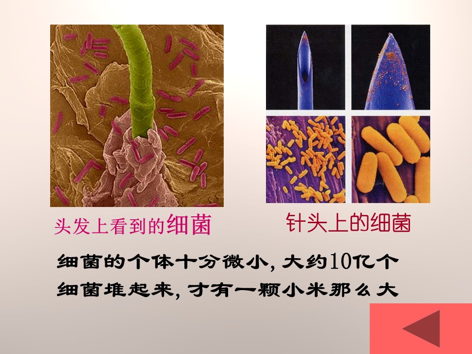 细菌课件青岛版ppt模板