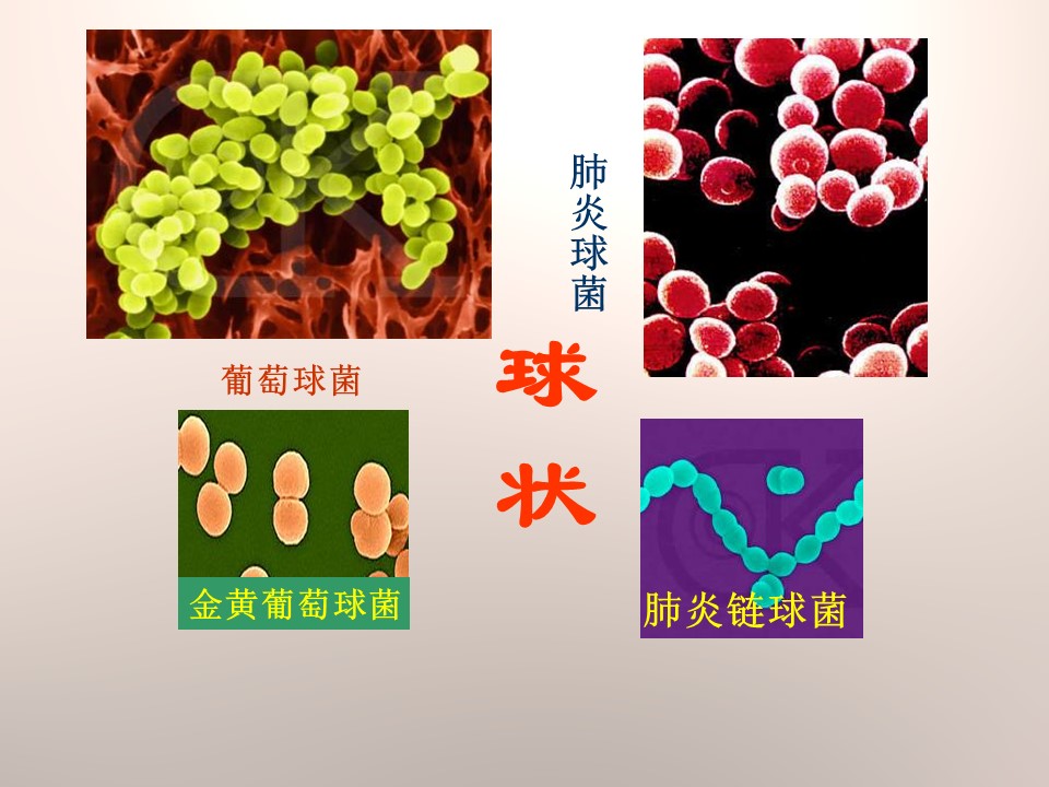 细菌课件青岛版ppt模板