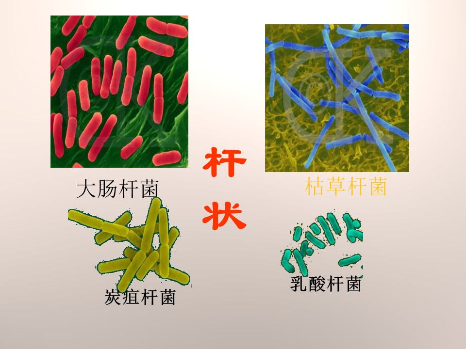 细菌课件青岛版ppt模板