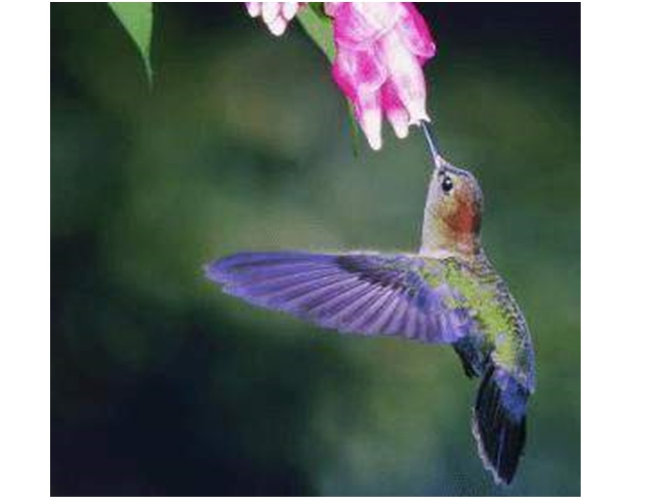 飞向蓝天的恐龙ppt课件