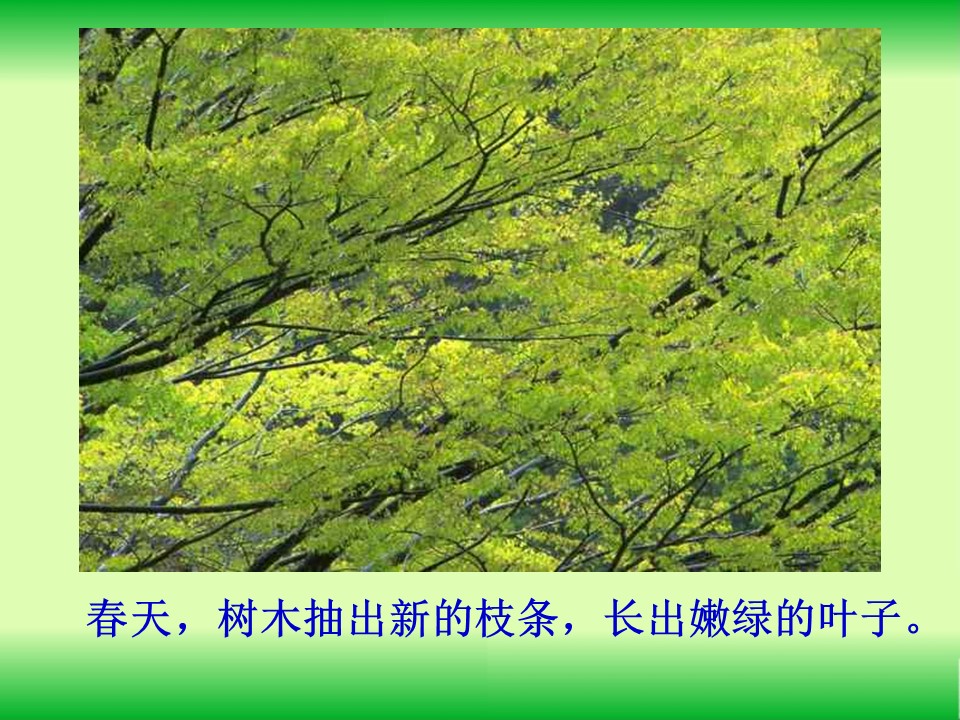 美丽的小兴安岭课件ppt模板