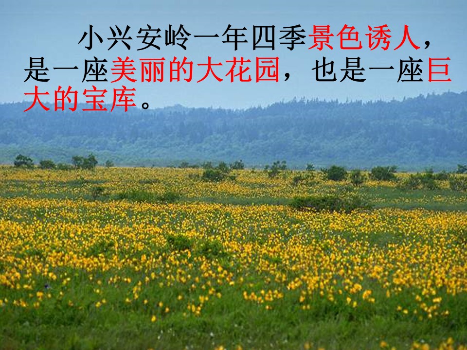 美丽的小兴安岭ppt课件
