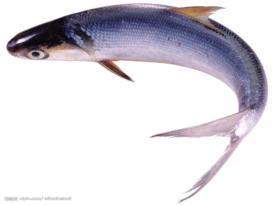 钓鱼的启示课件ppt模板