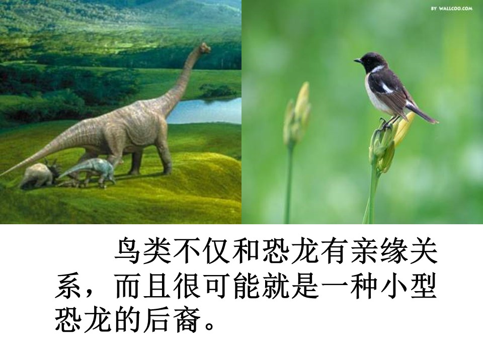 飞向蓝天的恐龙ppt课件