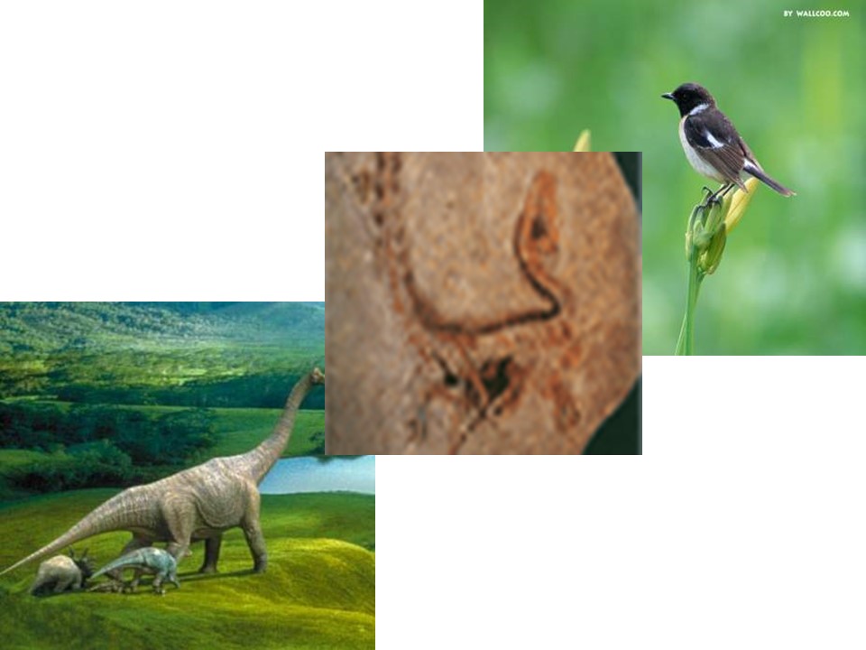 飞向蓝天的恐龙ppt课件