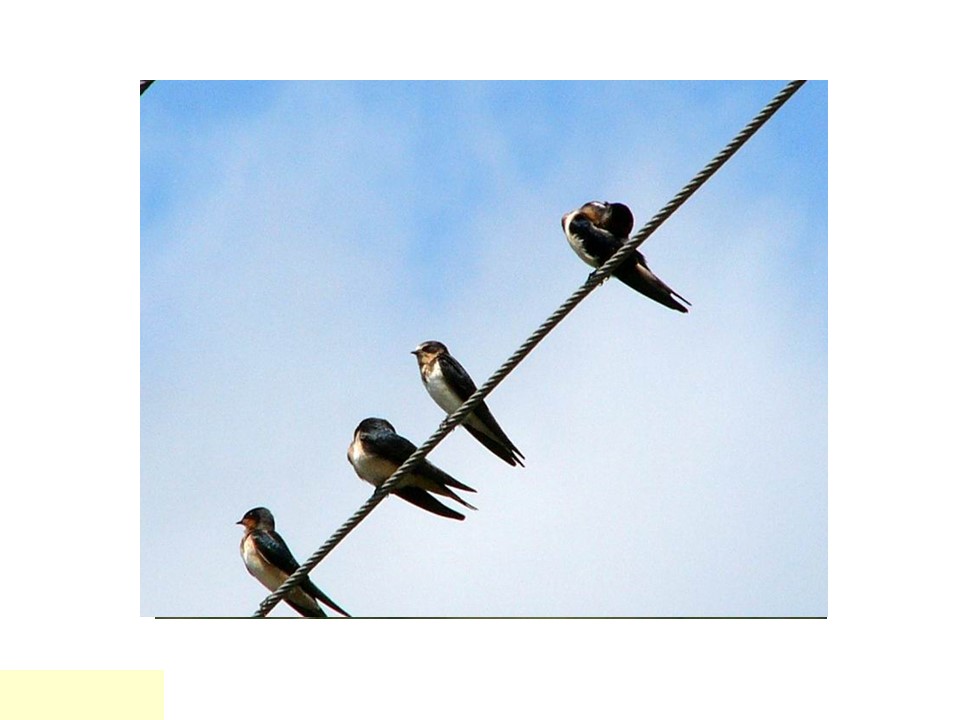 三年级上册语文燕子专列课件ppt模板