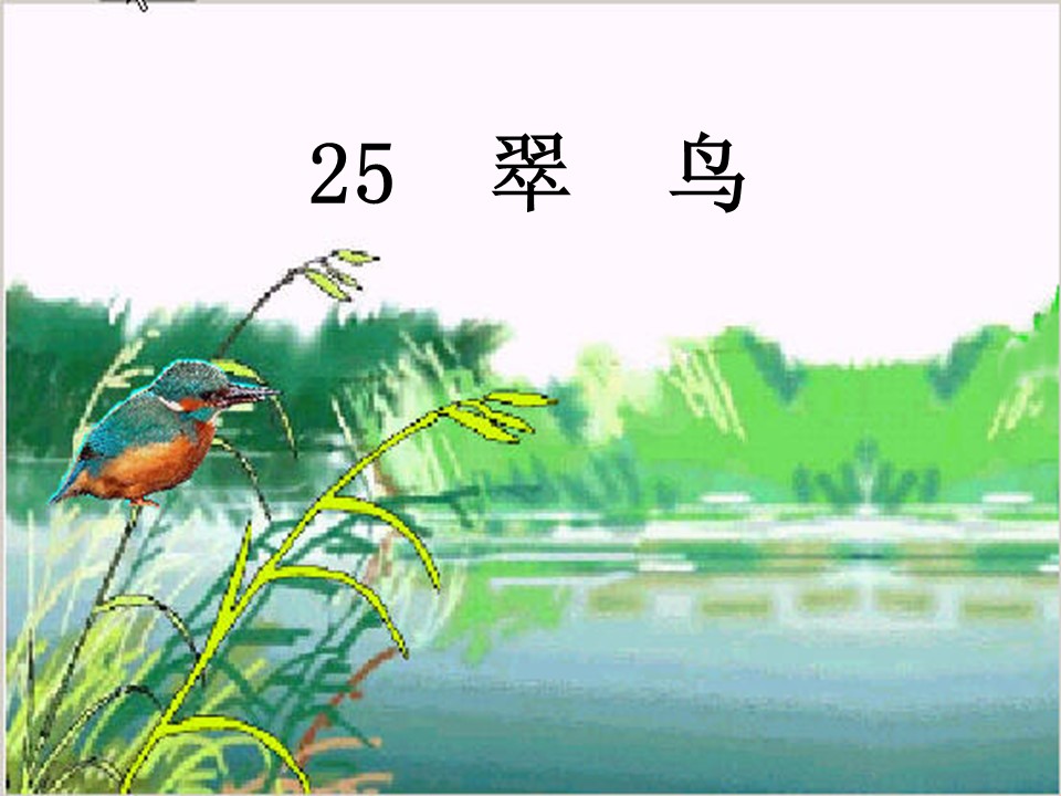 翠鸟课件ppt模板
