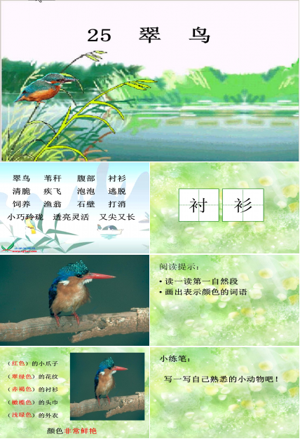 翠鸟课件ppt模板