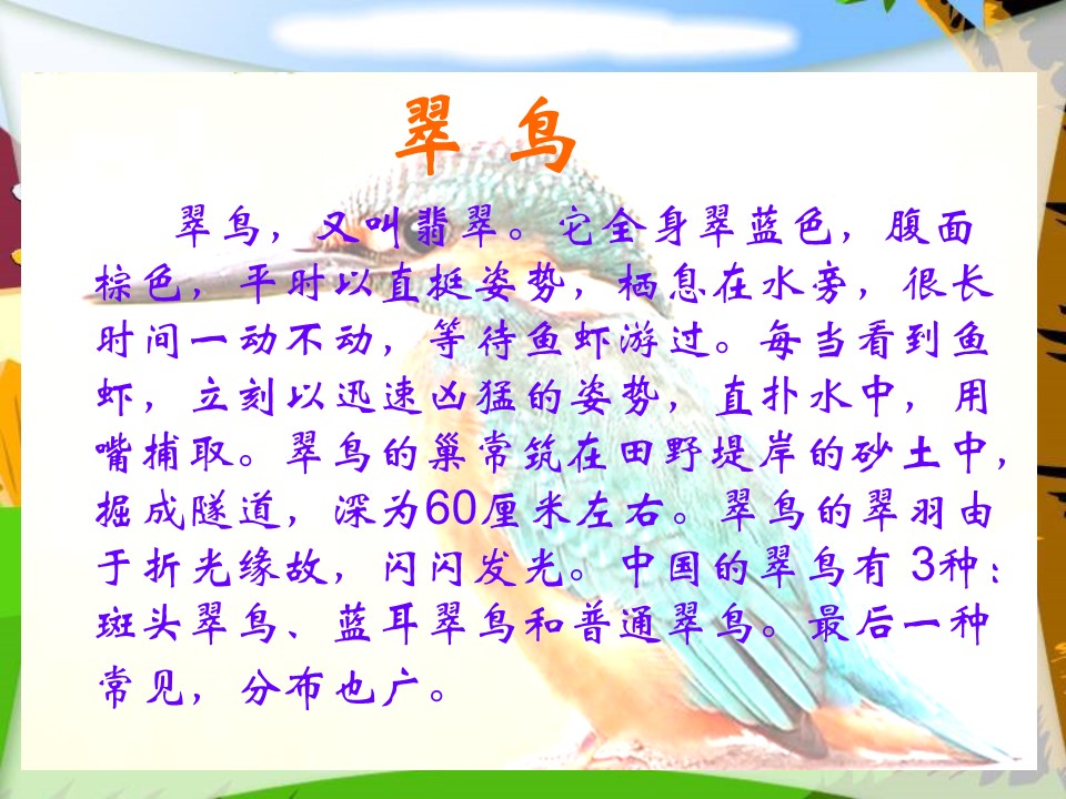 翠鸟ppt课件