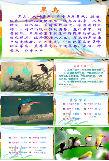 翠鸟ppt课件