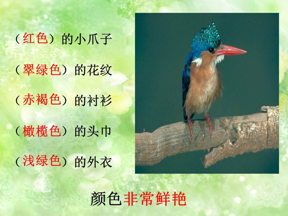 翠鸟课件ppt模板