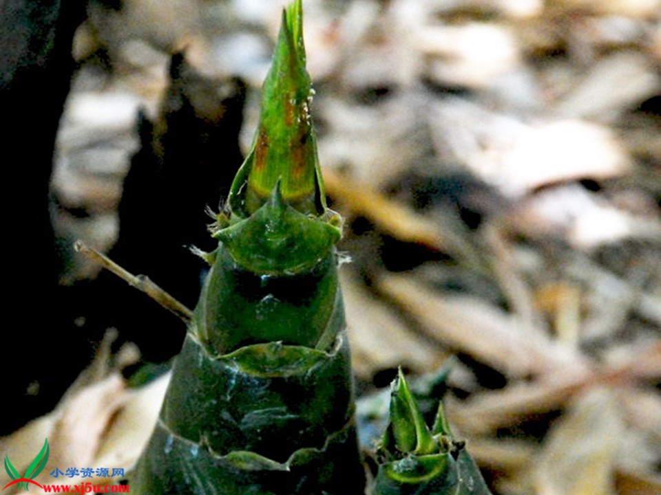 语文课件笋芽儿ppt模板