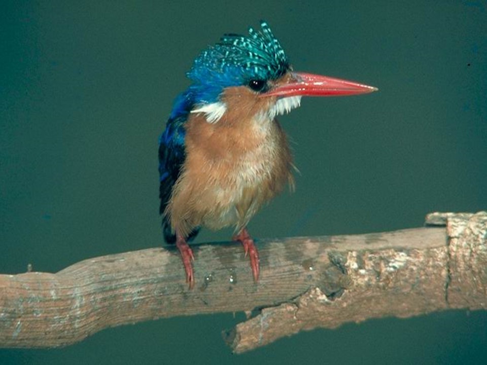 翠鸟课件ppt模板