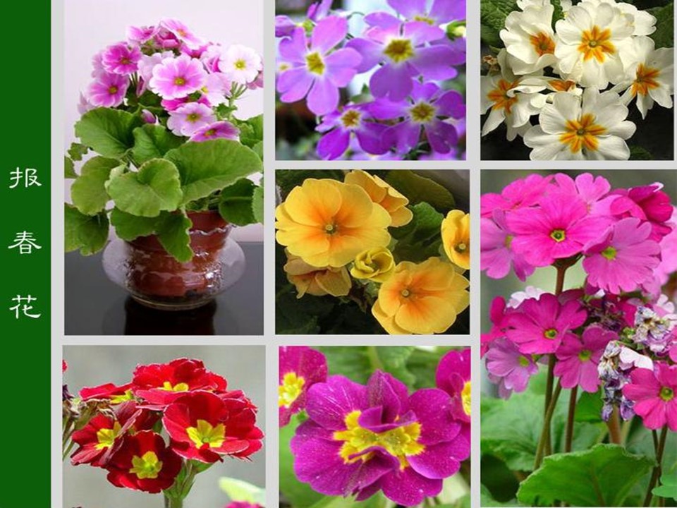 语文课件春的消息ppt模板