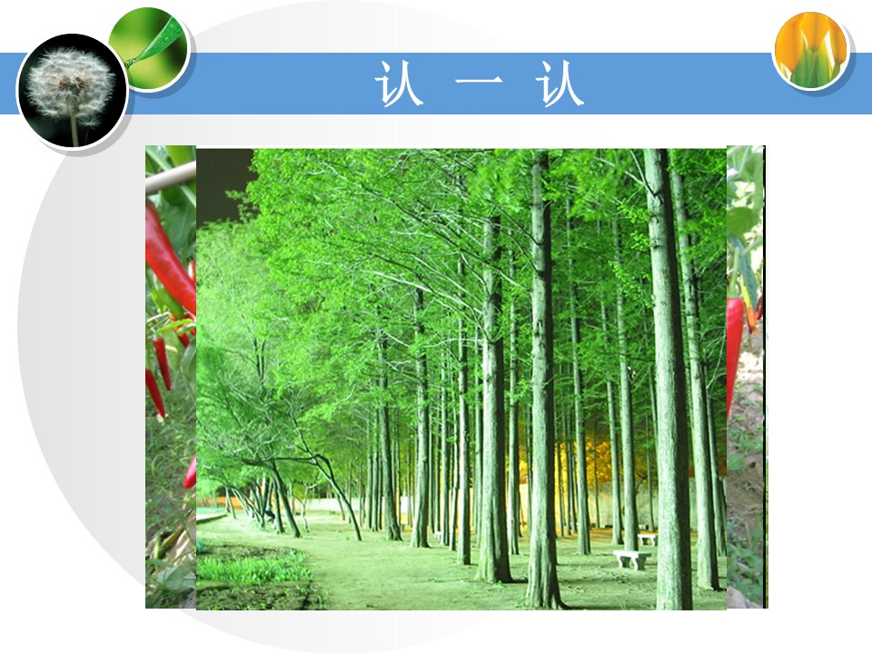 身边的植物ppt模板