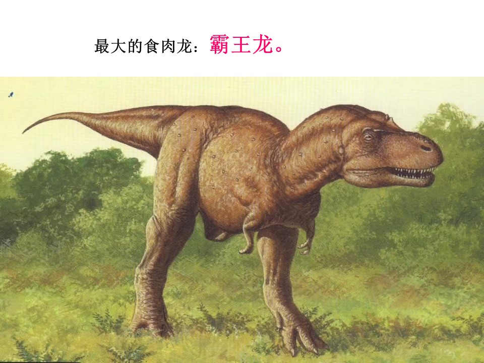 恐龙的灭绝ppt课件模板