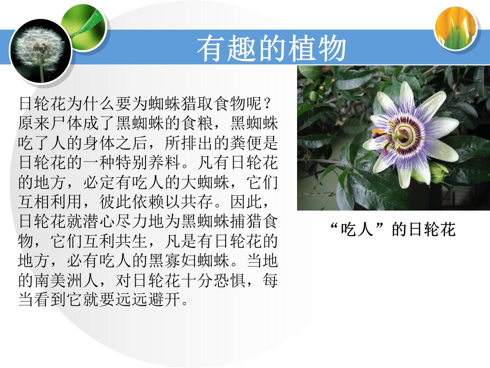 身边的植物ppt模板