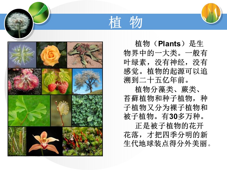 身边的植物ppt模板