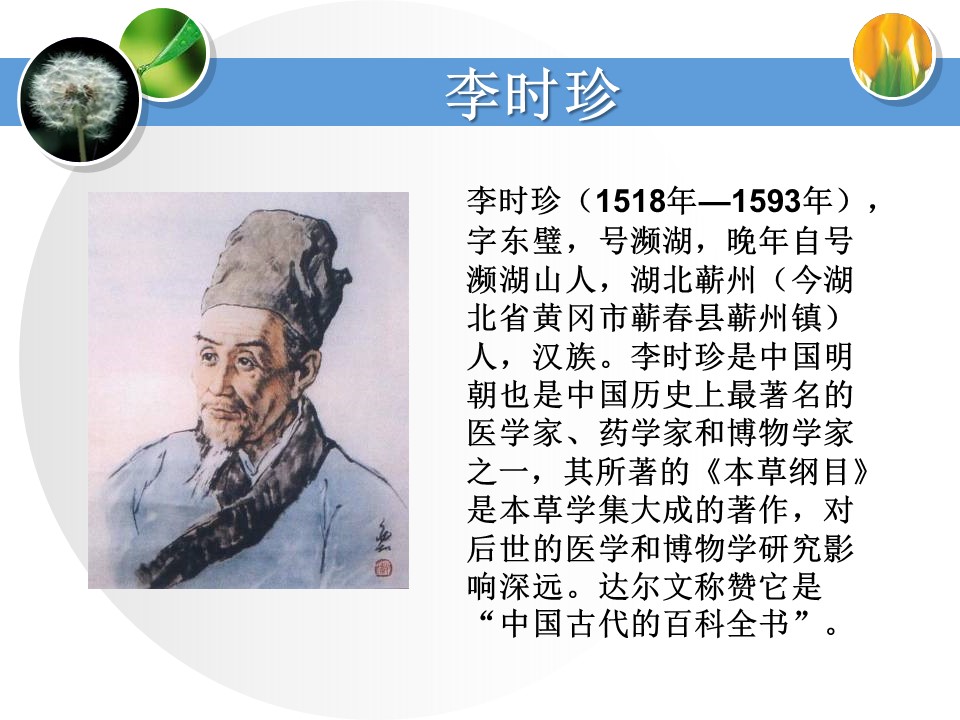 身边的植物ppt模板