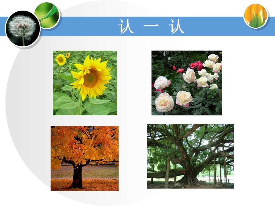 身边的植物ppt模板