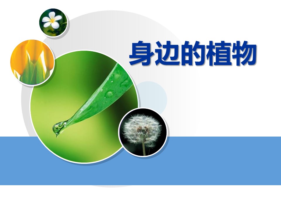 身边的植物ppt模板