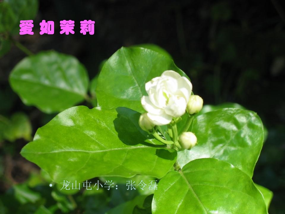 《爱之链》课件2ppt模板