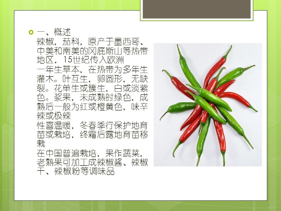 种植辣椒ppt课件
