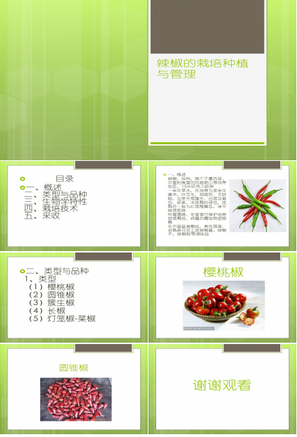 种植辣椒ppt课件