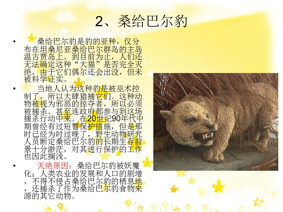 保护动物的ppt模板