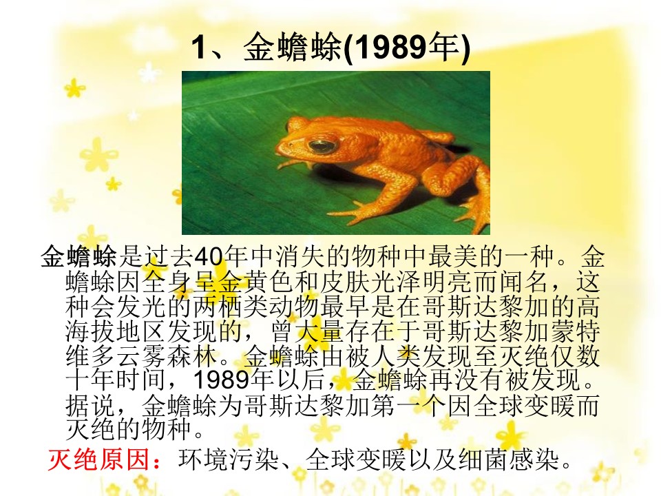 保护动物的ppt模板