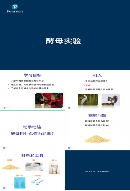 酵母实验PPT模板