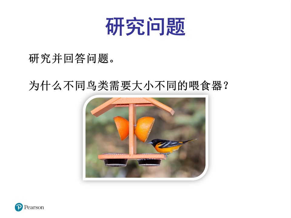 设计喂鸟器8-确定问题与任务ppt模板