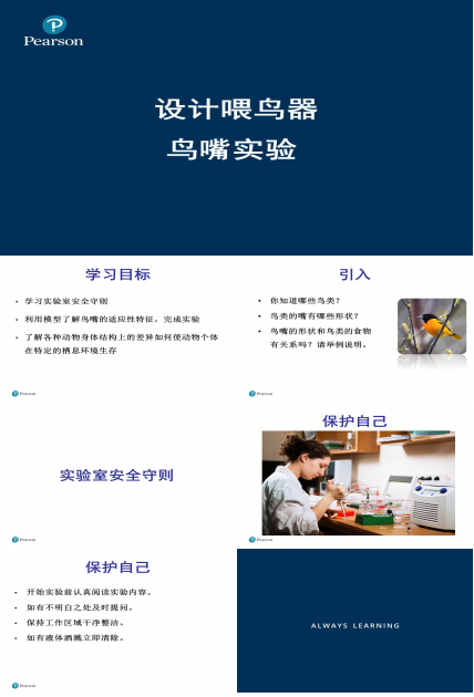 设计喂鸟器-鸟嘴实验ppt模板