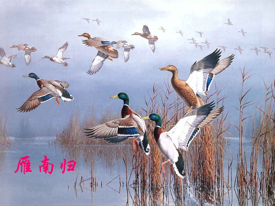 鲁教版燕归来ppt模板