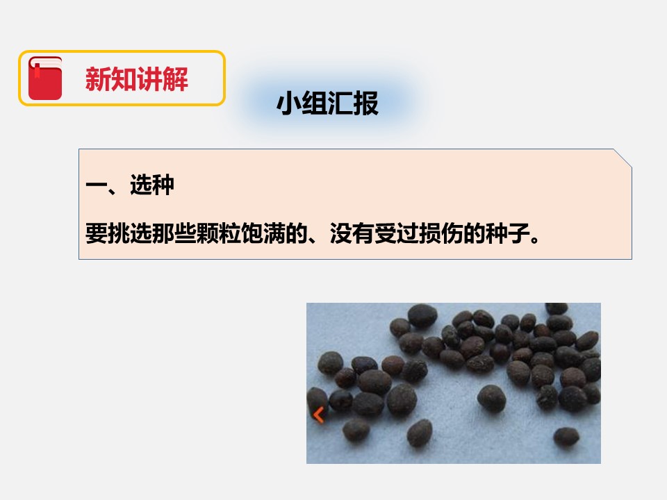 种植我们的植物ppy课件模板