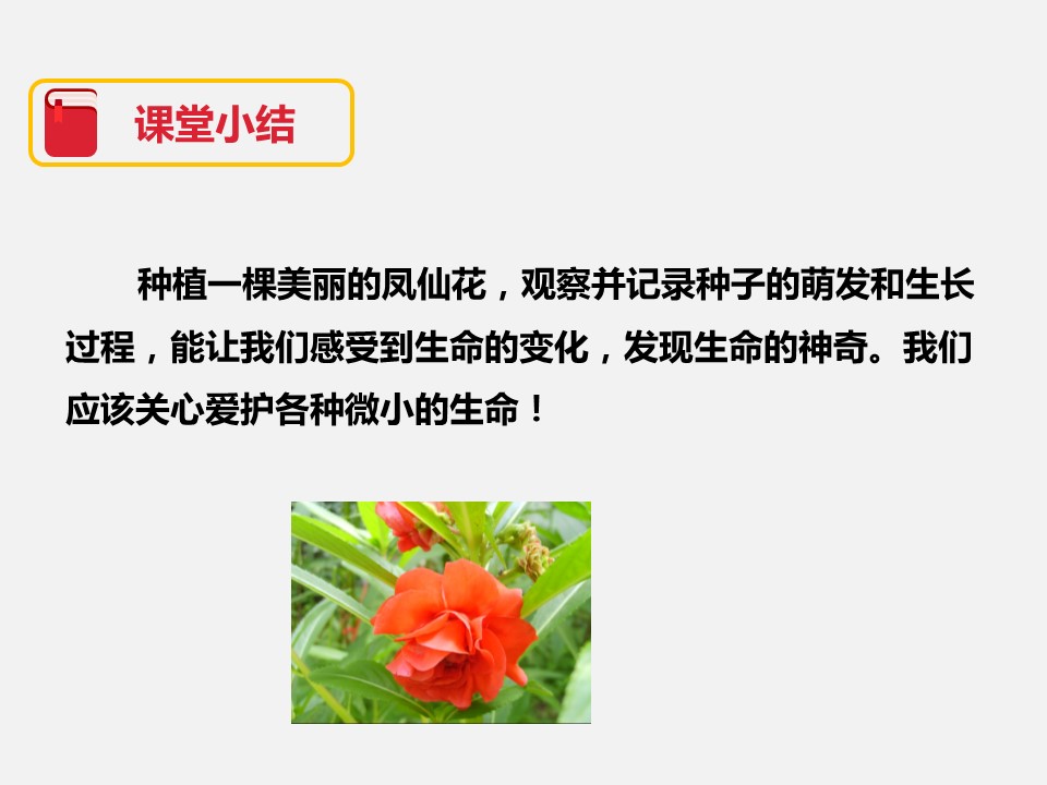 种植我们的植物ppy课件模板