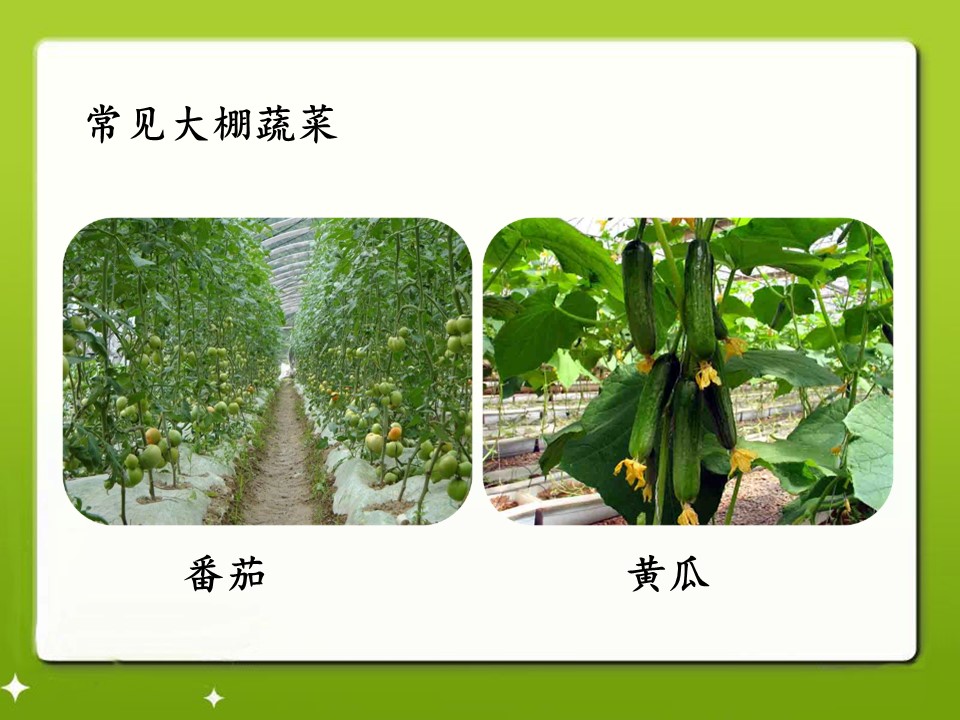 大棚蔬菜课件ppt模板