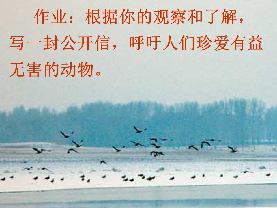 鲁教版燕归来ppt模板