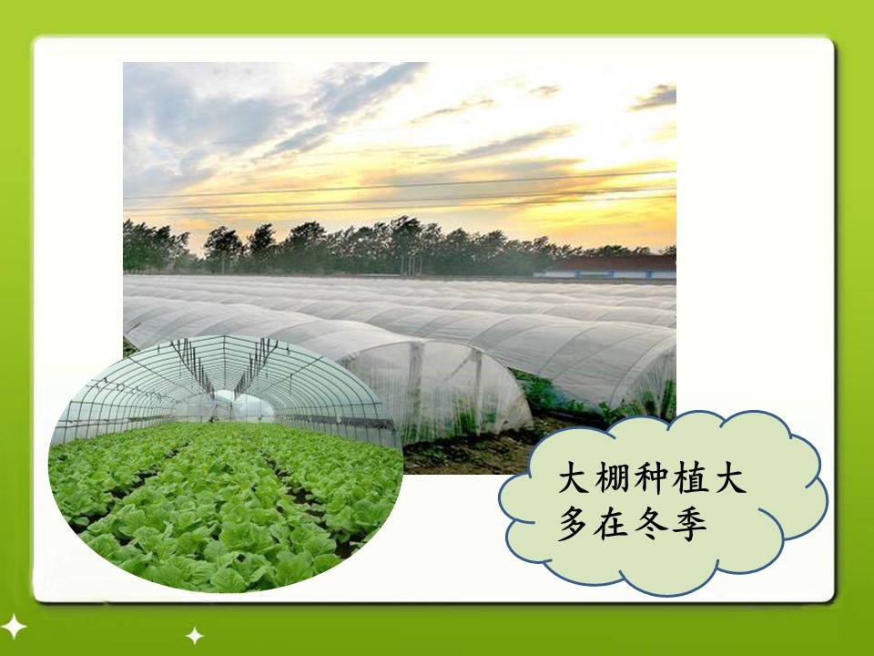 大棚蔬菜课件ppt模板
