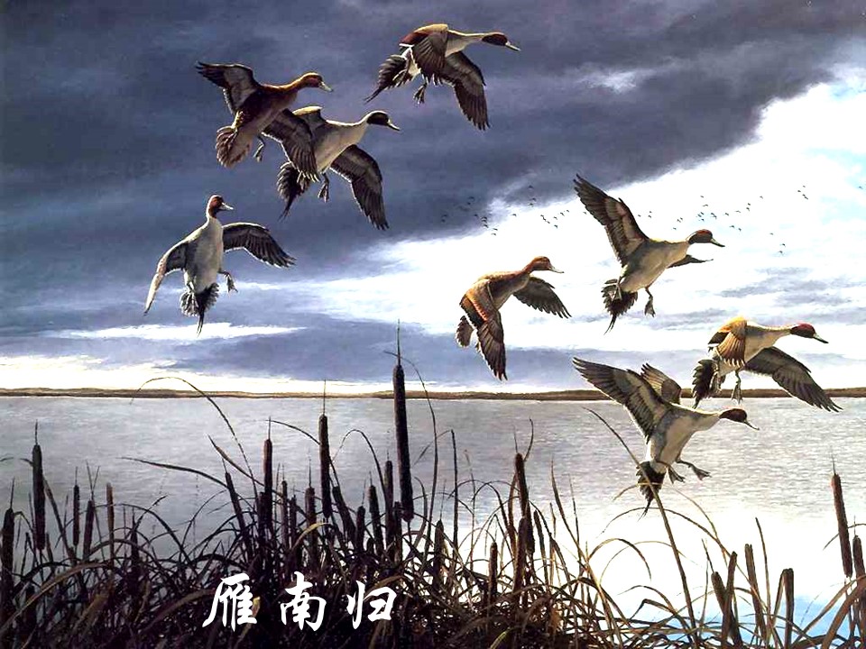 鲁教版燕归来ppt模板